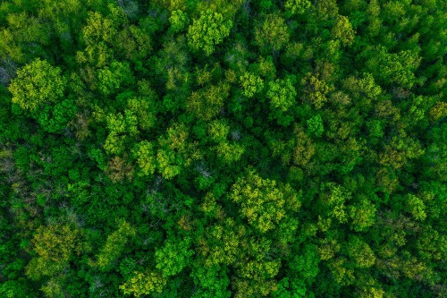 Green forest.